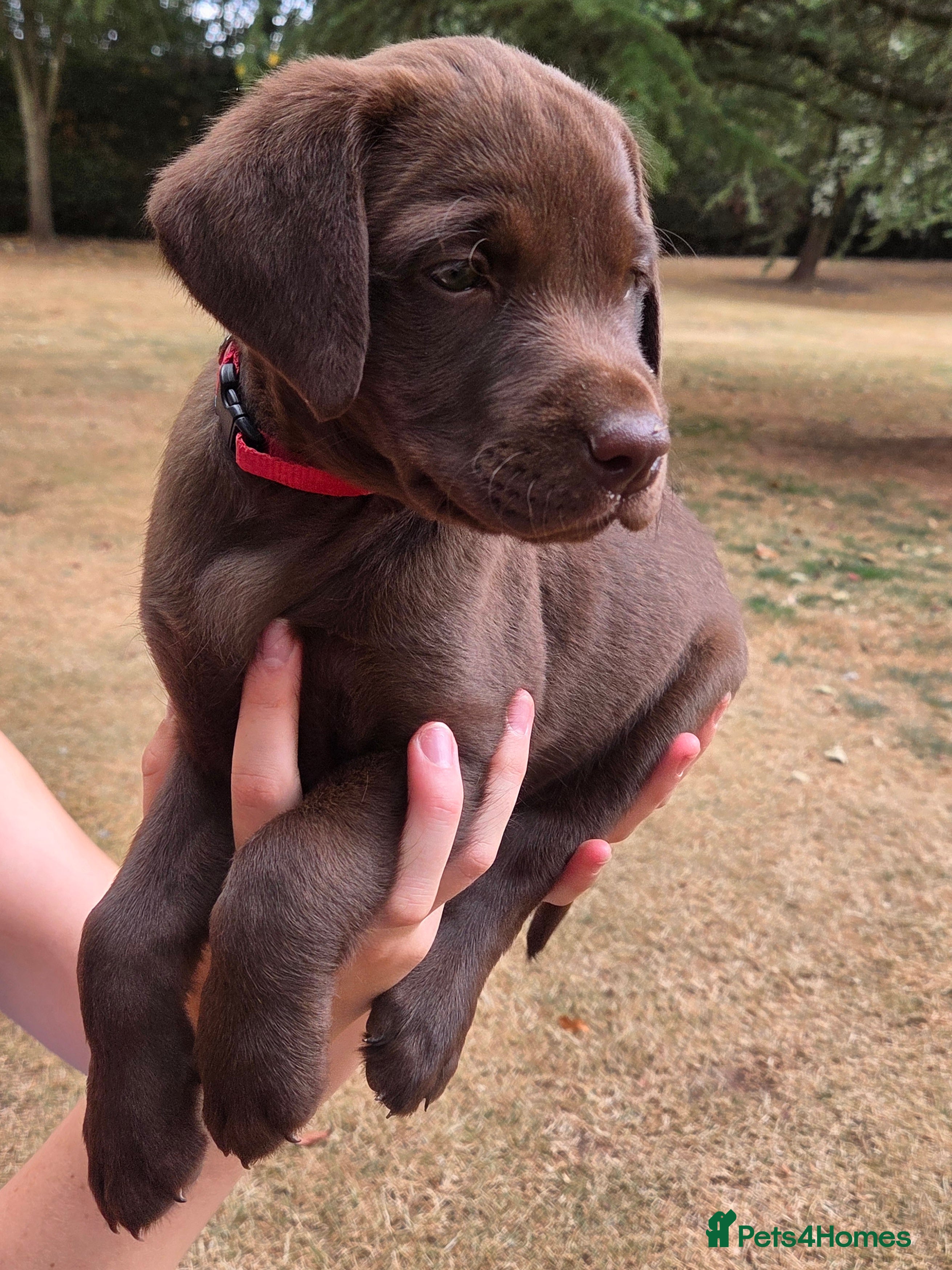 Labrador Retriever dogs KC registered, Chocolate Labrador Puppies - Advert 2