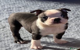 Boston Terrier dogs for sale: Adorable Boston Terrier Puppies – Kennel Club Reg - Image 5