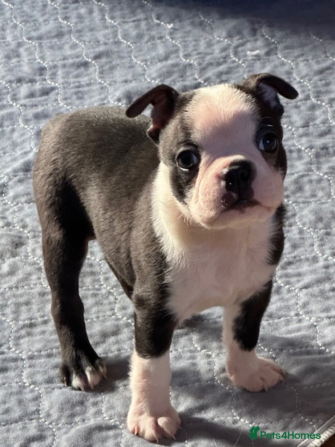 Boston Terrier dogs for sale: Adorable Boston Terrier Puppies – Kennel Club Reg - Image 5