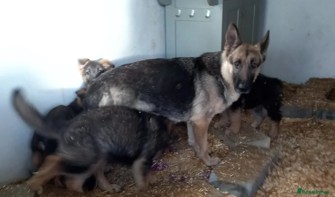 German Shepherd dogs for sale: Stunning German Shepherd Puppies - Advert 6
