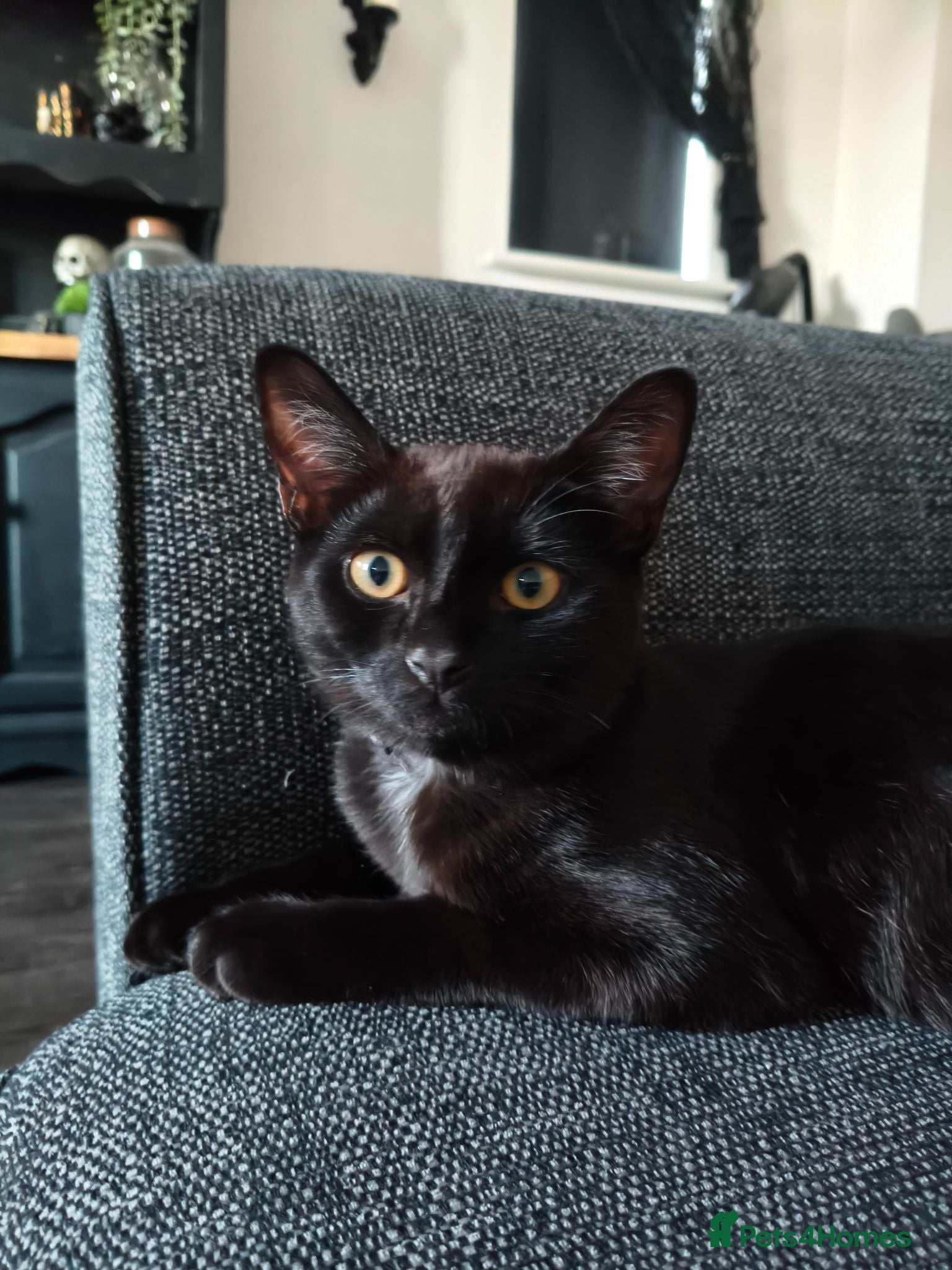 Mixed Breed cats Beautiful black kitten for sale - Advert 18