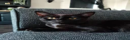 Mixed Breed cats for sale: Beautiful black kitten for sale in Corby - Advert 1