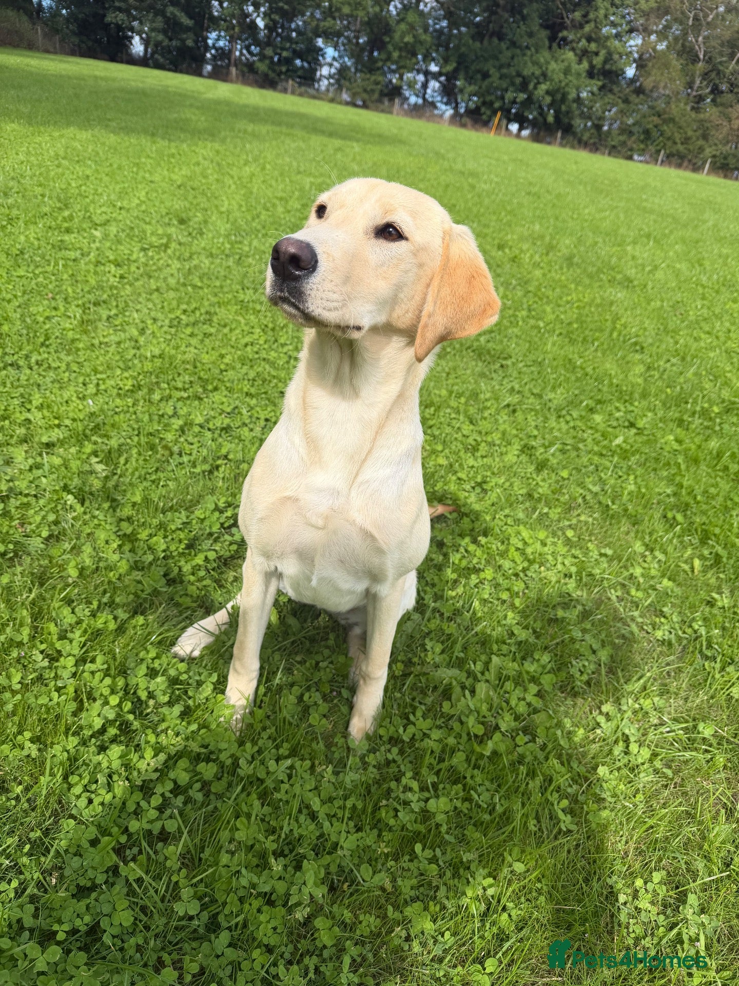 Labrador Retriever dogs Exceptional Yellow Labrador  - Advert 1