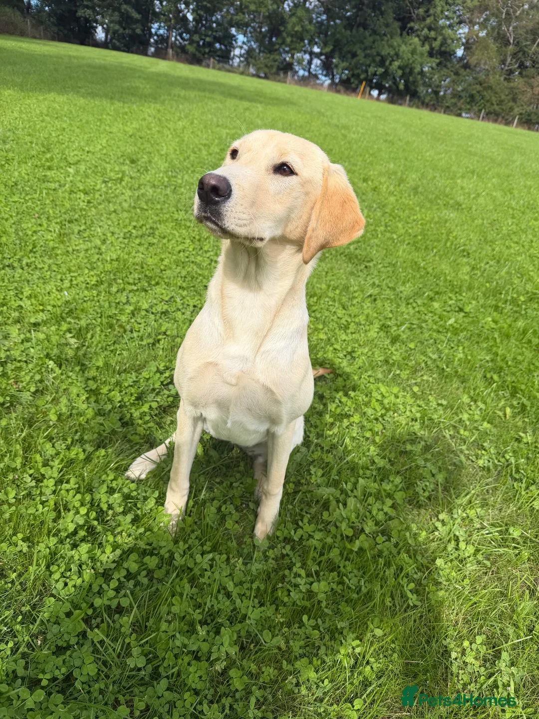 Labrador Retriever dogs for sale: Exceptional Yellow Labrador  - Advert 1