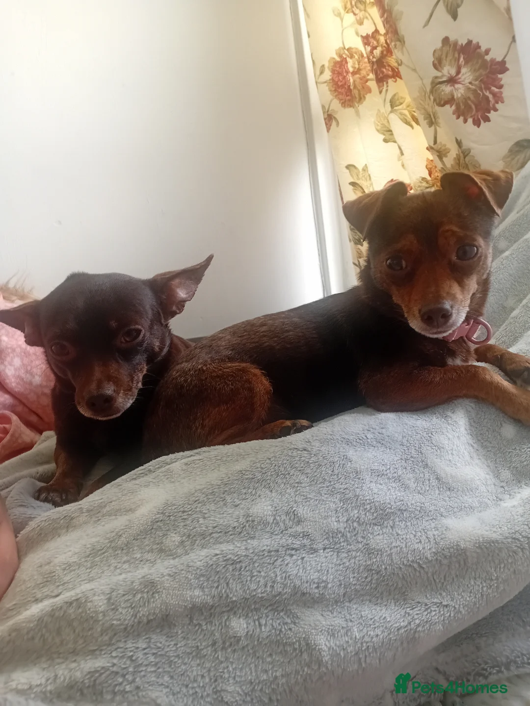 Chiweenie dogs for sale: Two female dogs in Birmingham - Advert 1