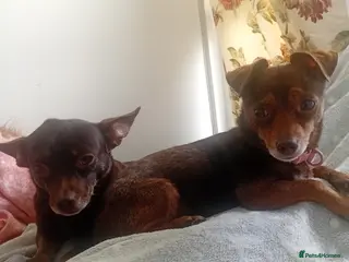 Chiweenie dogs Two female dogs - Advert 1