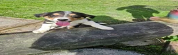 Border Collie dogs for sale: Beautiful Border Collie Puppies - Advert 13