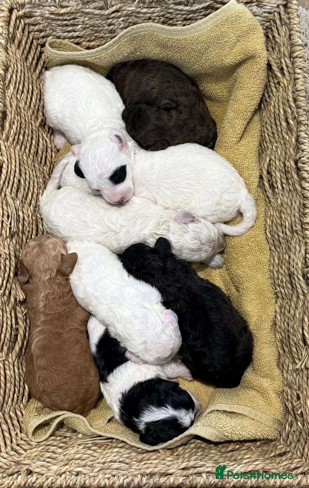 Poochon dogs for sale: 6 Poochon Pups For Sale  - Advert 2