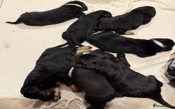 Mixed Breed dogs for sale: border collie cross poodle (bordoodle) - Image 10