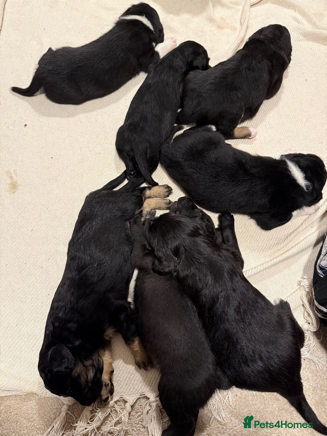Mixed Breed dogs for sale: border collie cross poodle (bordoodle) - Image 10