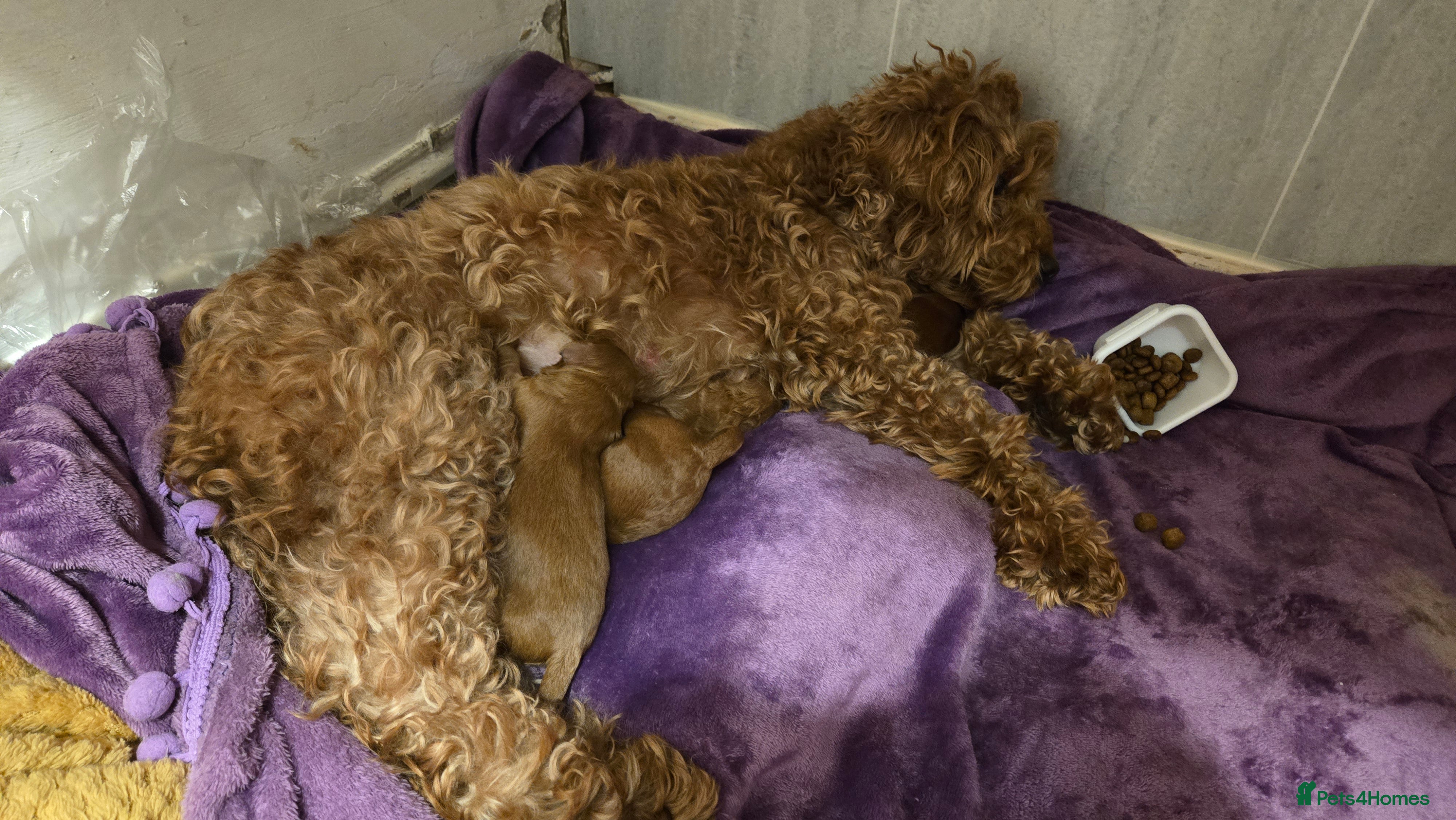 Cavapoo dogs for sale: Beautiful FOX RED F1B PUPPIES in Ormskirk - Advert 4