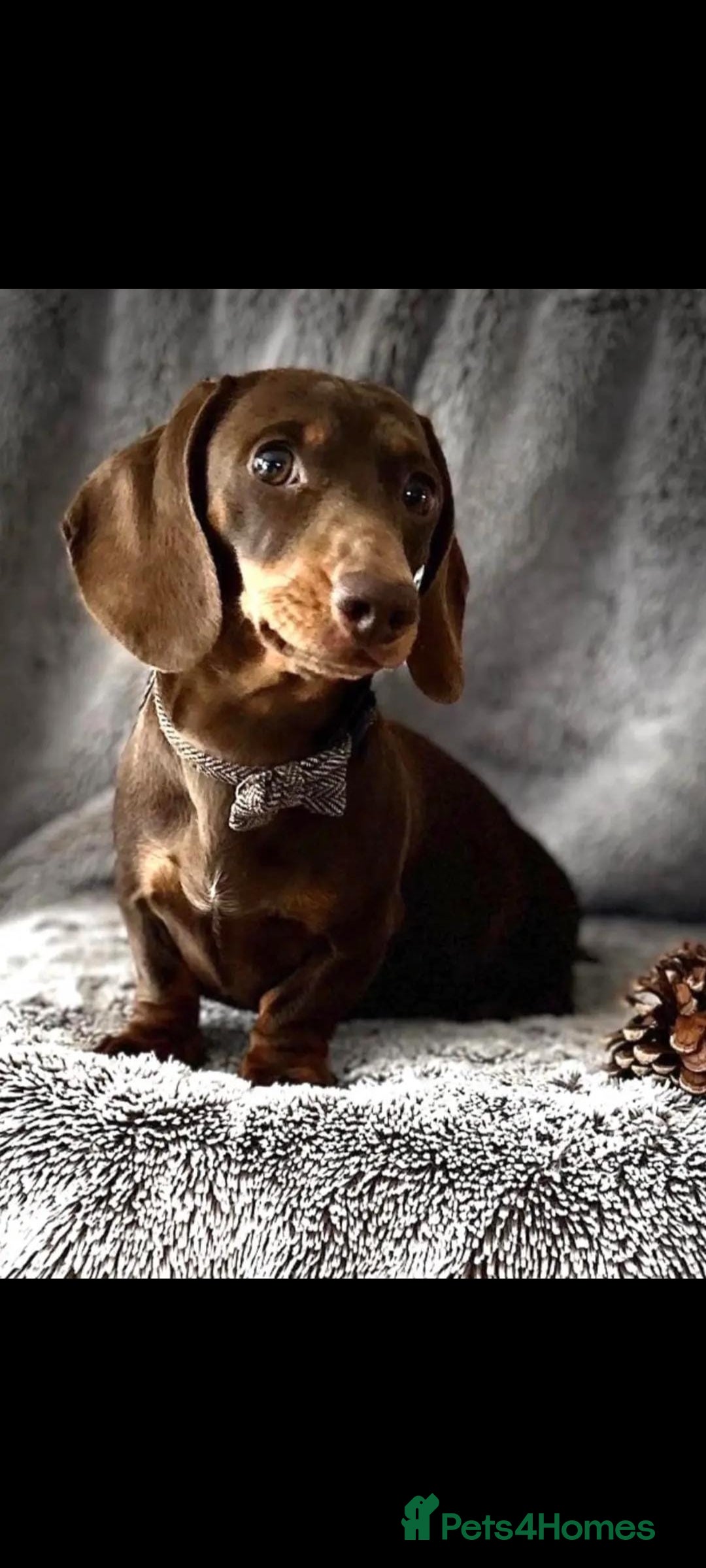 Dachshund dogs for sale: Miniture Silver Dapple Dachshunds - Advert 16