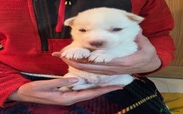 Siberian Husky dogs for sale: Siberian husky pups  - Advert 15