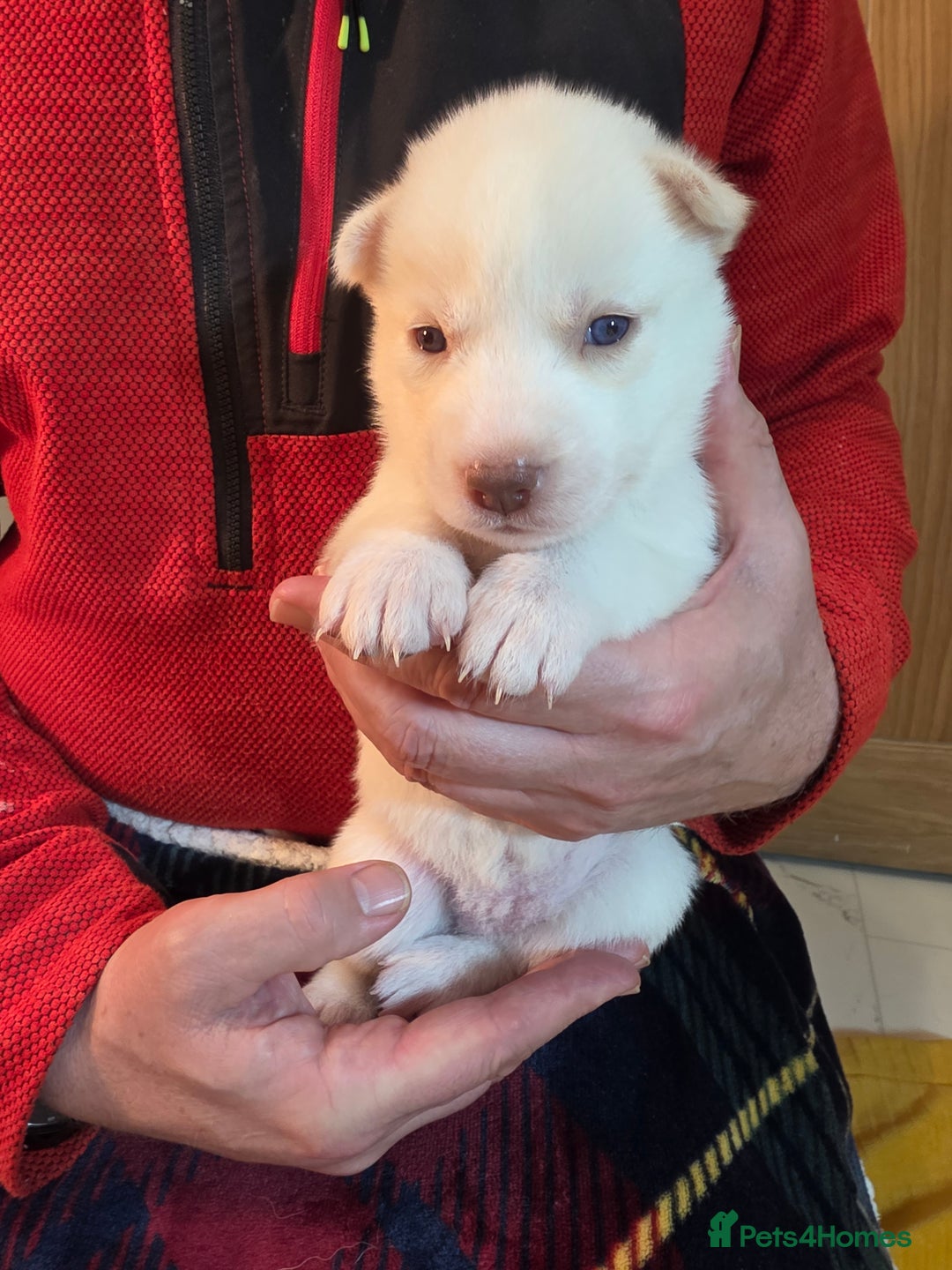 Siberian Husky dogs for sale: Siberian husky pups  - Advert 15