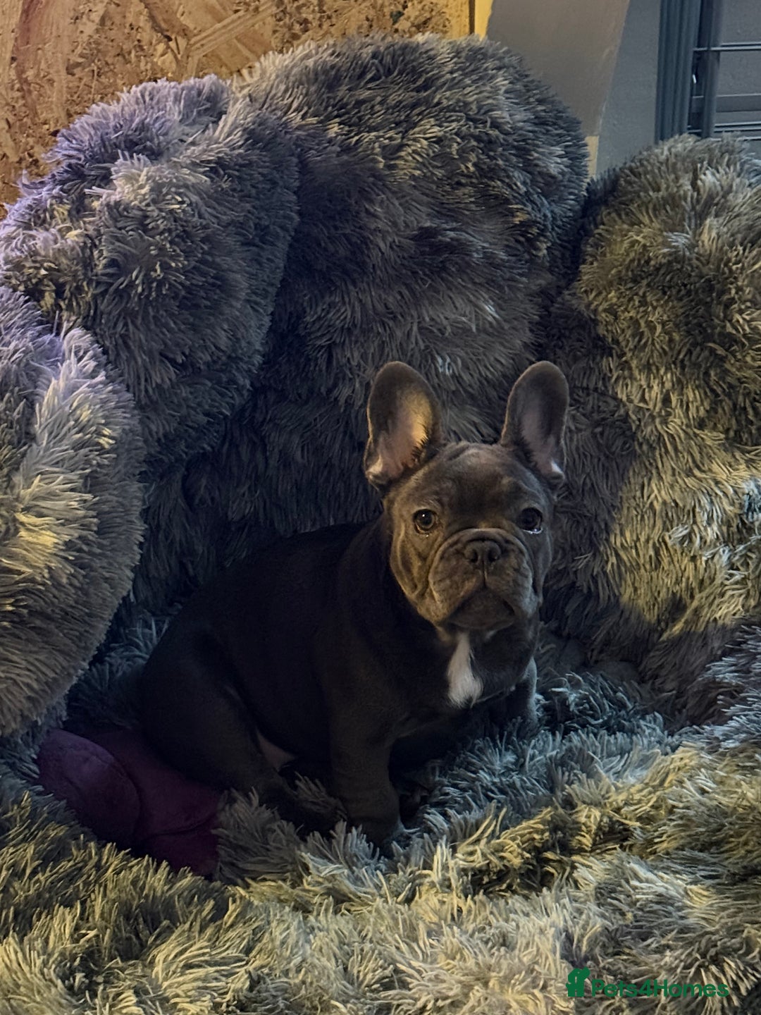 French Bulldog dogs for sale: Frenchie puppies for forever homes  - Advert 3