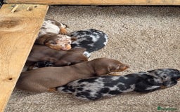 Miniature Dachshund dogs for sale: Beautiful miniature dachshund puppies - Image 10
