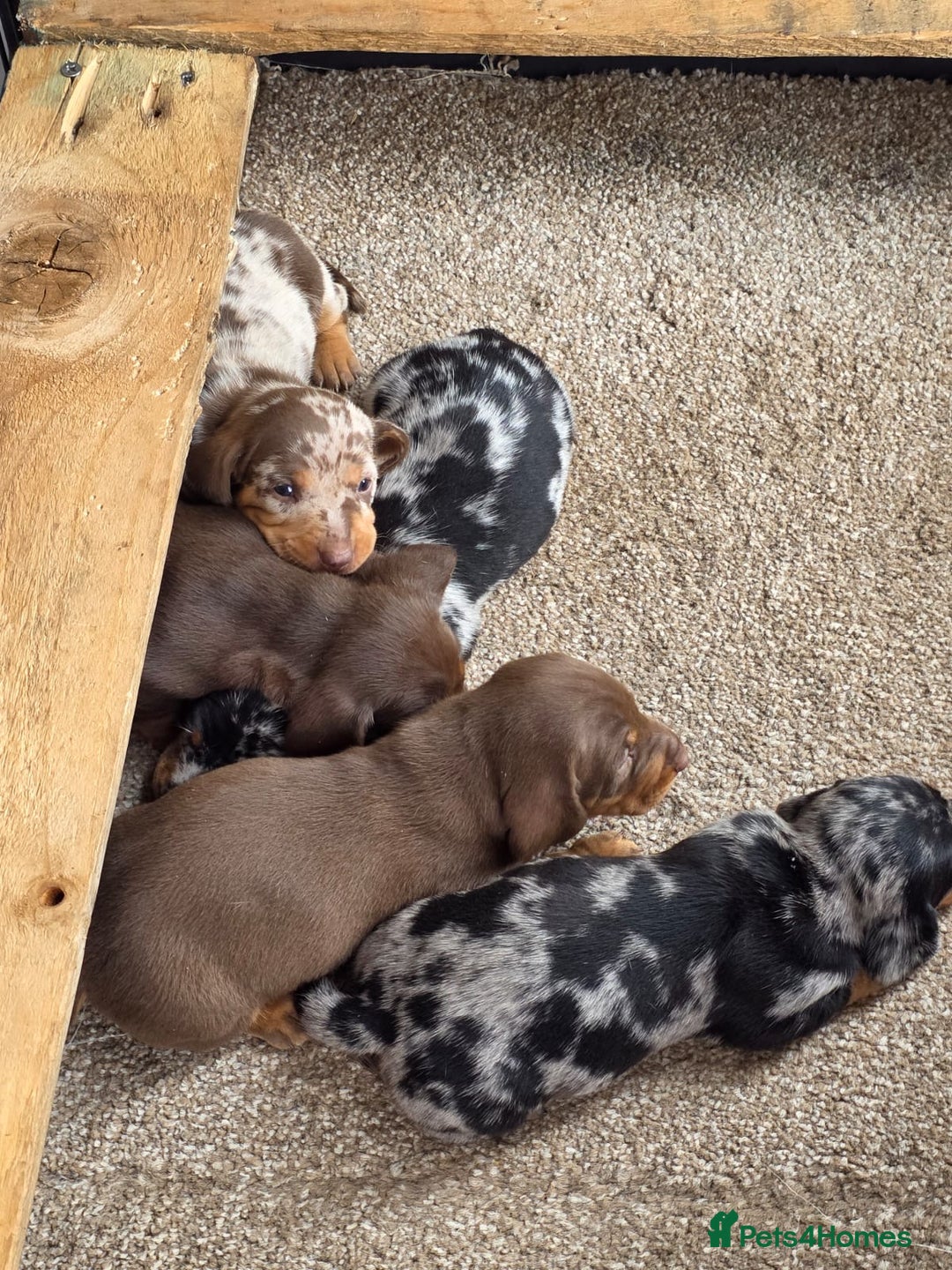 Miniature Dachshund dogs for sale: Beautiful miniature dachshund puppies - Image 10