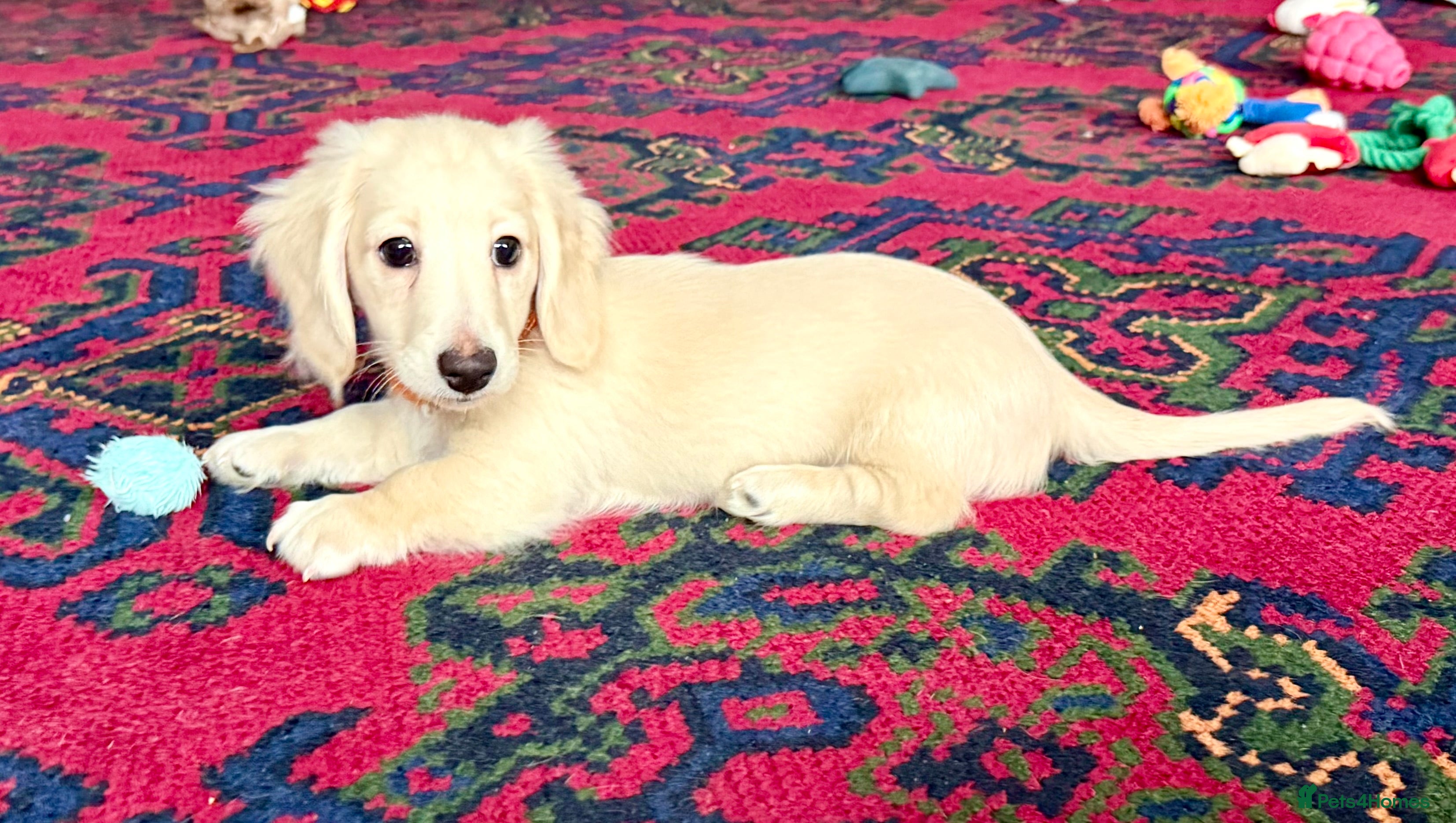 Miniature Dachshund dogs Cream long haired kc ready to go now - Advert 2