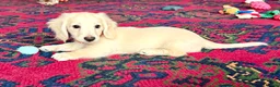 Miniature Dachshund dogs for sale: Cream long haired kc ready to go now - Advert 2