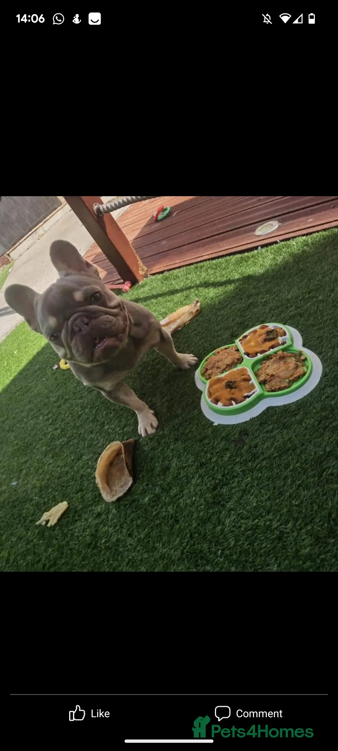 French Bulldog dogs for stud: Tiny 8kg Isabella and tan quad  - Advert 9