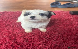 Morkie dogs for sale: 3 little morkies for sale  - Image 8