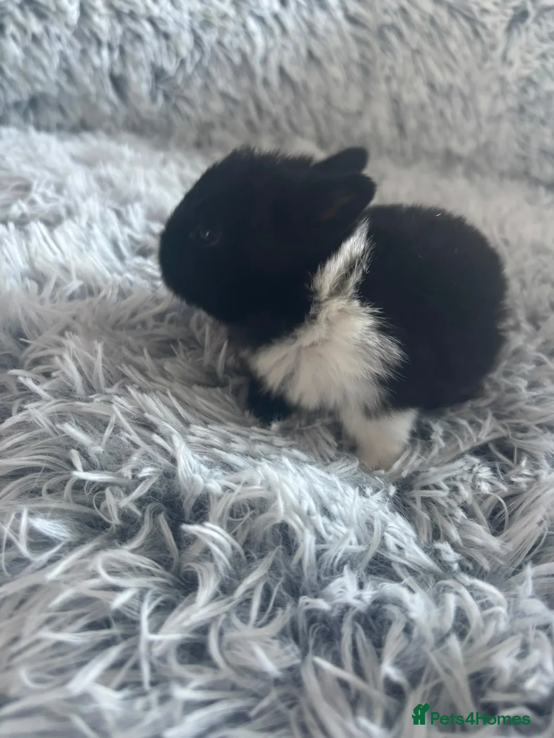 Netherland Dwarf rabbits for sale: Netherland Dwarf rabbits  - Advert 14