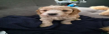 Cockapoo 3