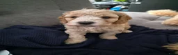 Cockapoo dogs for sale: 5 Beautiful Cockapoo Puppies in Stone - Advert 6