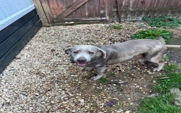 Labrador Retriever dogs for sale: Silver Labrador girl  - Image 4