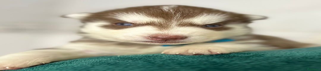 Siberian Husky Puppy 4
