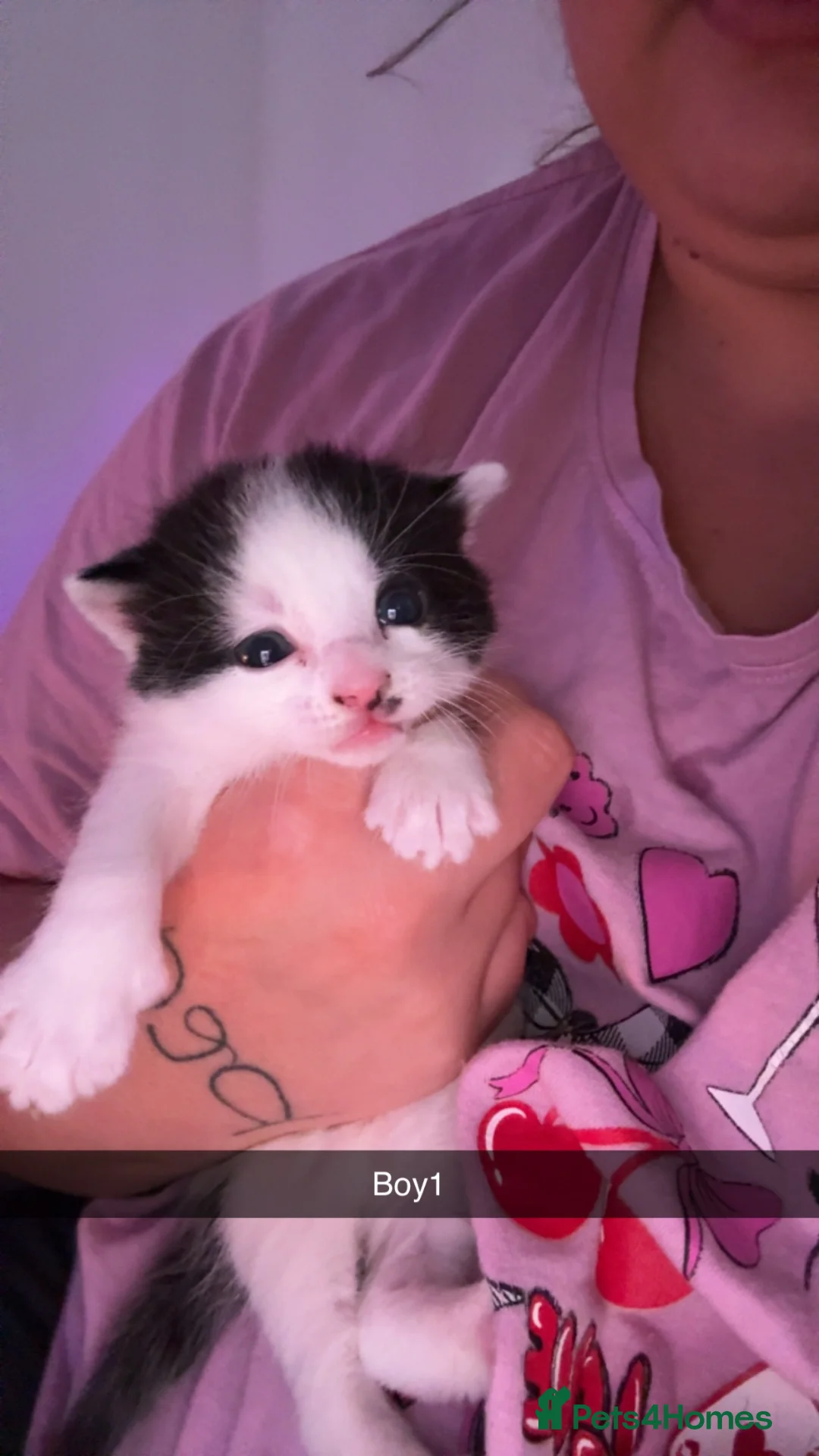 British Shorthair cats for sale: 4 BLACK AND WHITE BOYS READY NOW🖤🤍 - Advert 11