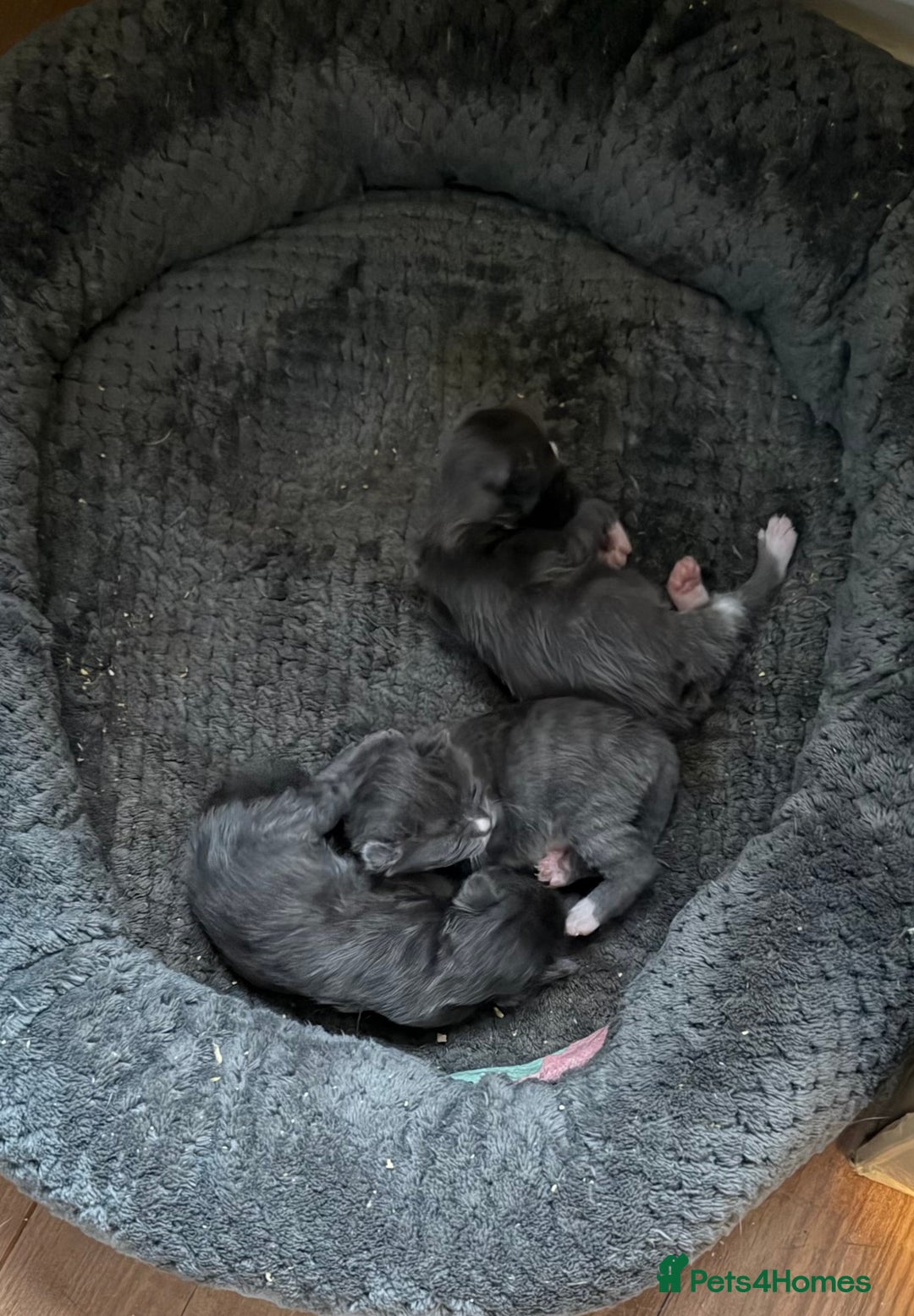 British Shorthair cats for sale: Two beautiful bi colour girls ready for new homes  - Advert 30