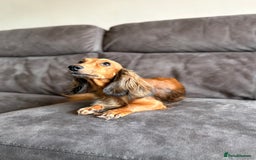 Miniature Dachshund dogs for sale: KC LONG HAIRED MINIATURE DACHSHUNDS🤍 - Image 13