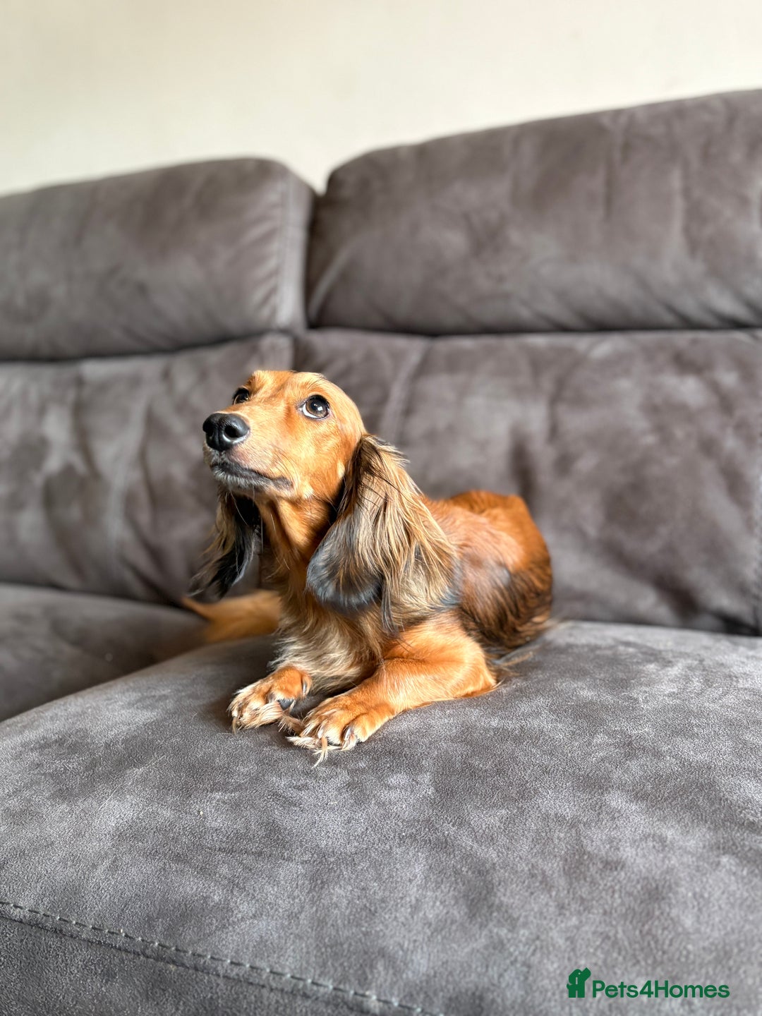 Miniature Dachshund dogs for sale: KC LONG HAIRED MINIATURE DACHSHUNDS🤍 - Image 13