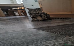 Maine Coon cats for sale: Half Maine Coon  - Advert 3