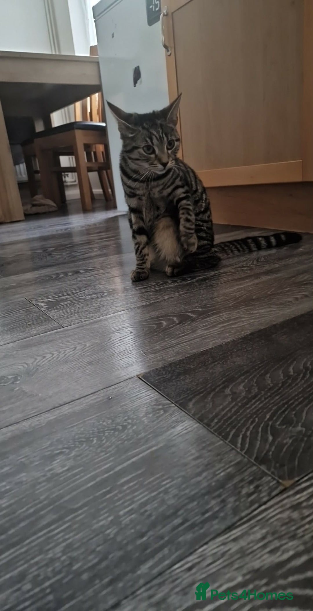 Maine Coon cats for sale: Half Maine Coon  - Advert 3