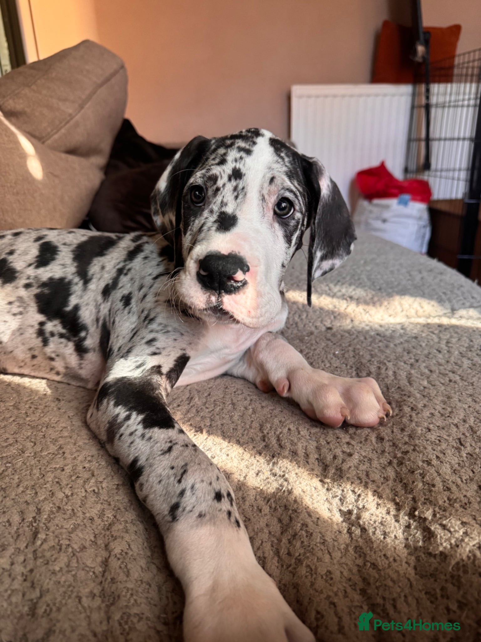 Great Dane dogs KC reg Great Dane pup - Advert 5