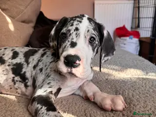 Great Dane dogs KC reg Great Dane pup - Advert 5