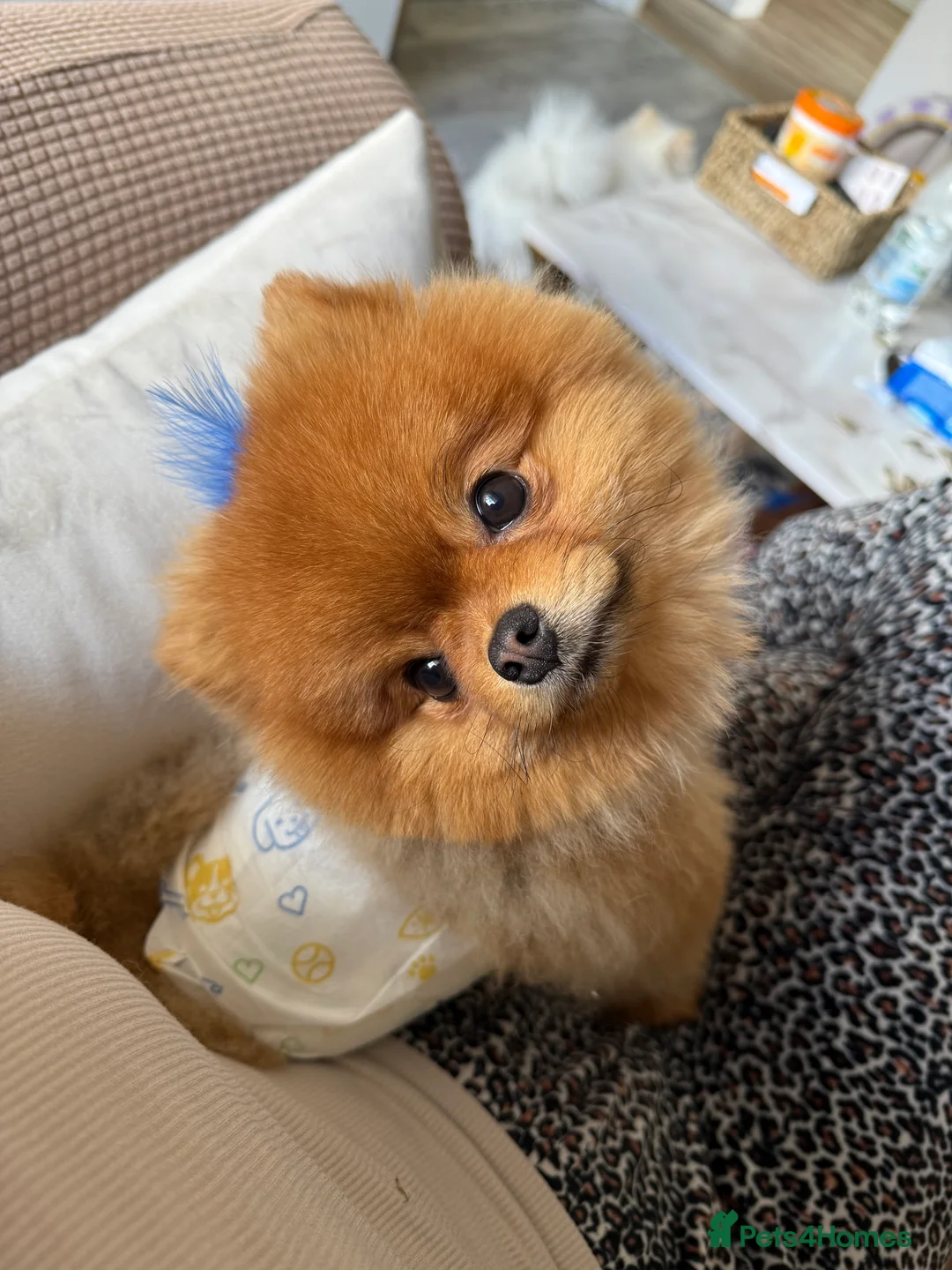 Pomeranian dogs for sale: Teddy bear 🧸 boy looking for 🏡 - Advert 6