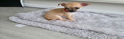 Chihuahua dogs for sale: Chihuahua Puppies 20TH  READY TO GO  - Advert 4