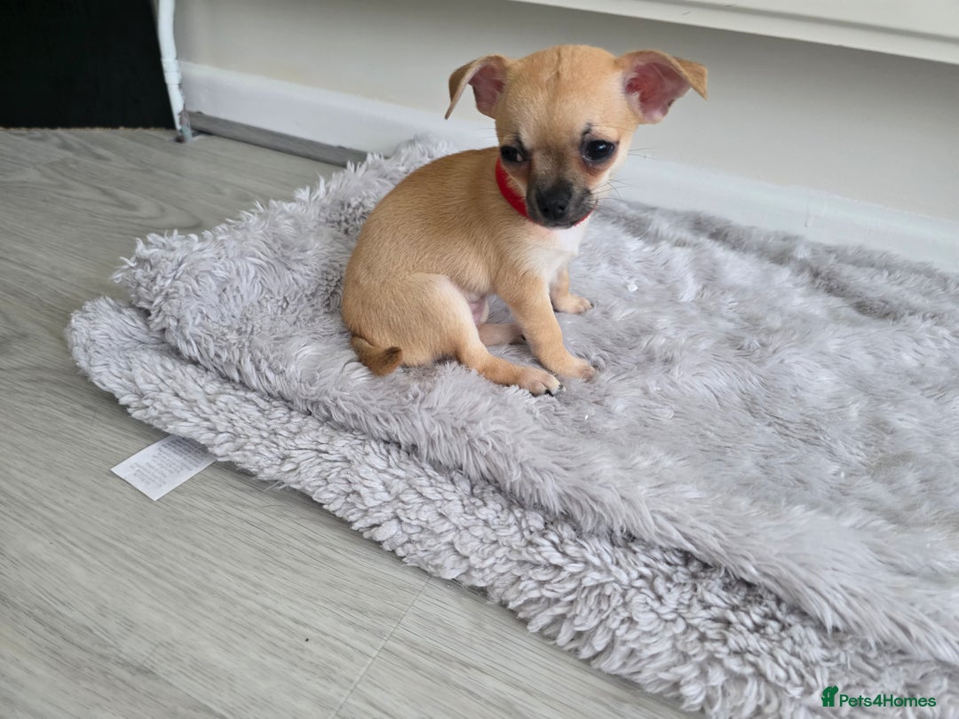 Chihuahua dogs for sale: Chihuahua Puppies 20TH  READY TO GO  - Advert 4
