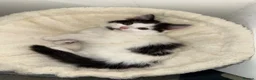 Mixed Breed cats for sale: Black and white long haired male kitten - Advert 8