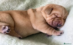 Labrador Retriever dogs for sale: Labrador pups service quality assured - Image 5