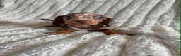 Miniature Dachshund dogs for sale: KC MINIATURE DACHSHUND PUPPIES  - Advert 16