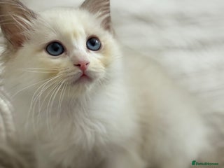 Ragdoll cats Lilac sepia full pedigree ragdoll boy - Advert 4