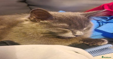 Mixed Breed cats - Advert 12