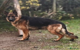 German Shepherd dogs for stud: Incredible KC REG, True family GSD - Image 1