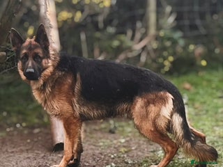 German Shepherd dogs - Advert 5