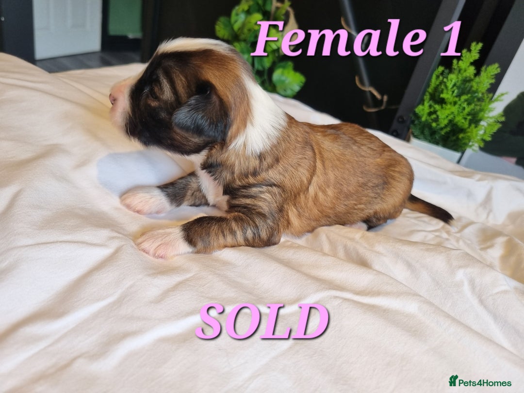 Tibetan Terrier dogs for sale: Tibetan terrier puppies for sale - Image 4