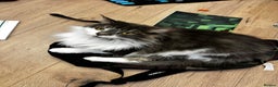 Maine Coon cats for sale: Mix breed cat- Maine coon and Ragdoll mix - Advert 2